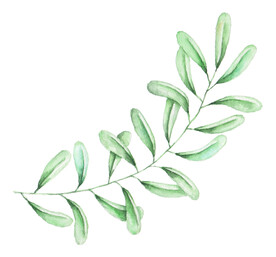 手绘植物枝叶  