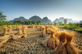 稻谷收割稻草捆扎