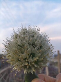 大葱花