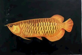 金龙鱼油画 