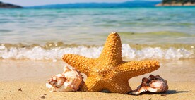 沙滩海星
