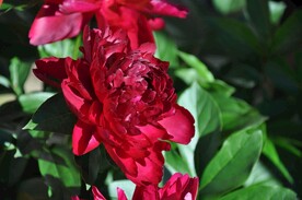 红牡丹花