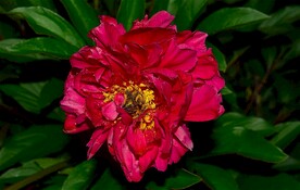 红牡丹花