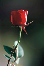 一束玫瑰花