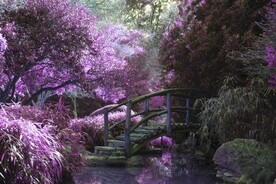 梦幻樱花紫