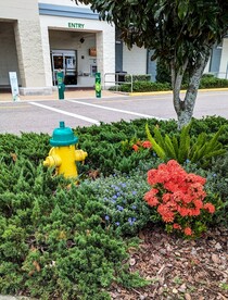 户外绿色植被