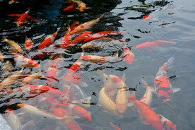 锦鲤鱼群