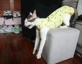 小猫德文