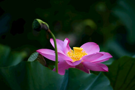 莲花