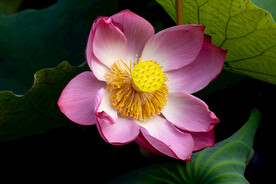 莲花
