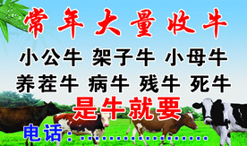 收牛