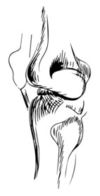 人体关节
