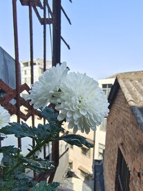 菊花种植
