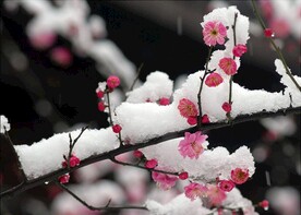 梅花