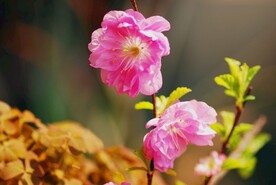 梅花