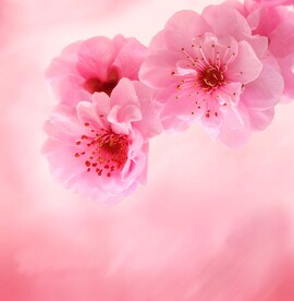 梅花素材