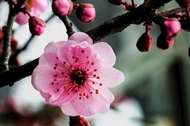 梅花特写