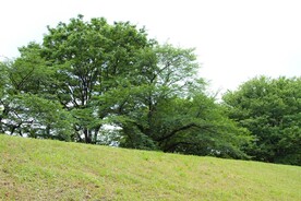 森林美景