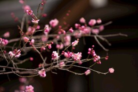梅花
