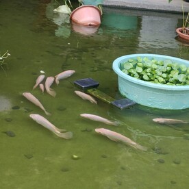 鱼池