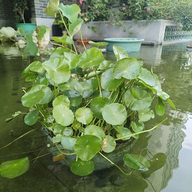 鱼池 