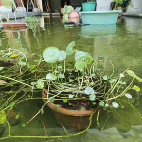 鱼池