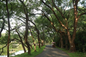 道路两边的大树