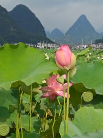 荷花  荷叶  自然风景  