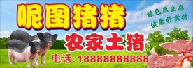 农家土猪
