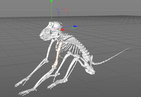 C4D模型 骨头