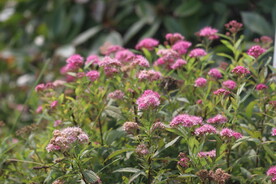 粉花绣线菊