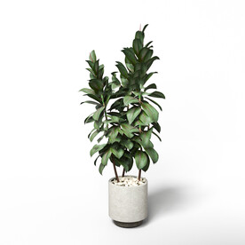 C4D模型 绿色植物