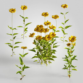 C4D模型 绿色植物