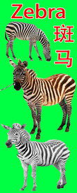 斑马