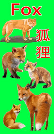 狐狸