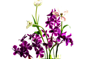兰草花