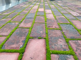青苔砖路