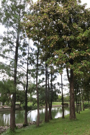 河岸边的树