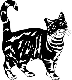 卡通手绘猫   