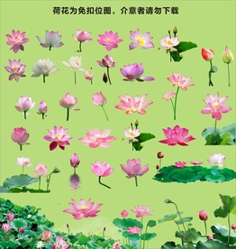 免扣荷花