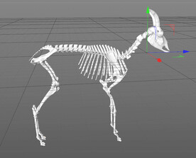C4D模型 骨头
