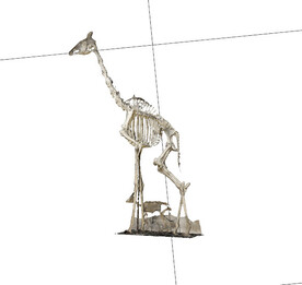 C4D模型 骨头