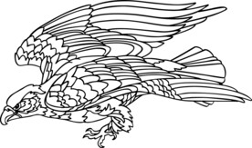 手绘鸟类插画     