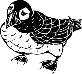 手绘鸟类插画     