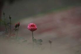 一束玫瑰花