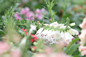 吊钟花