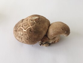 香菇