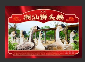 潮汕狮头鹅