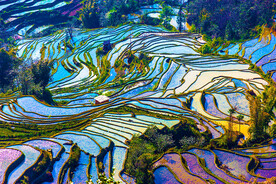 田野