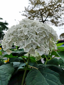 绣球花